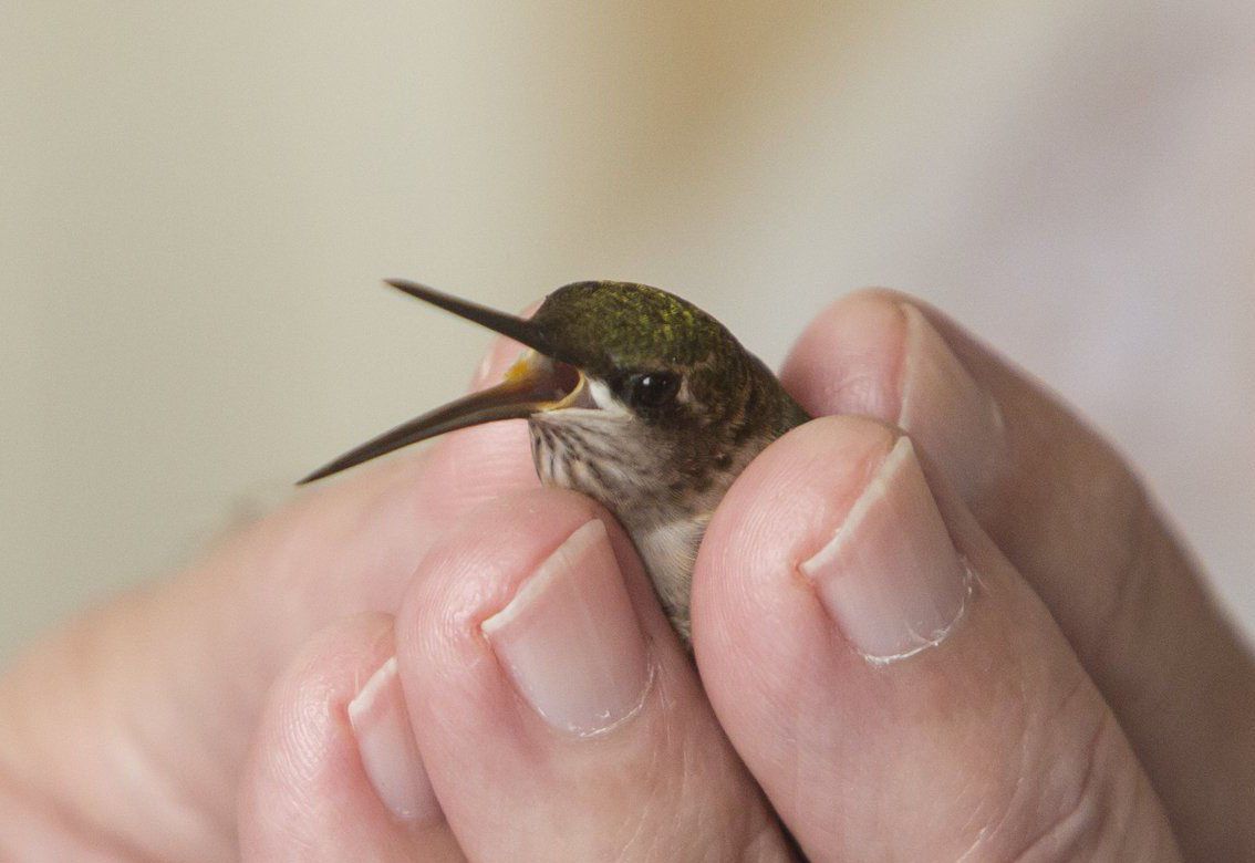 Hummingbirds banded
